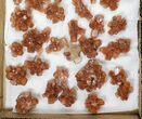 Lot: Assorted Twinned Aragonite Clusters - Pieces #134147-1